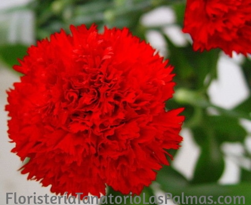 claveles para tanatorios Flores para los Tanatorios