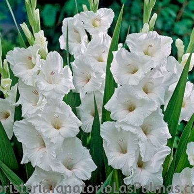 gladiolos para tanatorios Flores para los Tanatorios