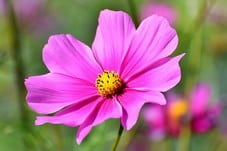 Envío de flores a tanatorios de Las Palmas